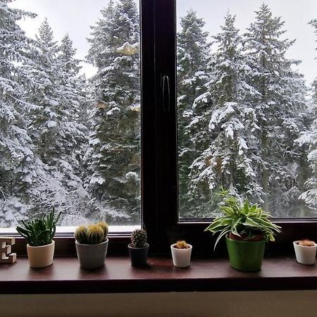 Pine Tree Apartment / Borovets Gardens Экстерьер фото